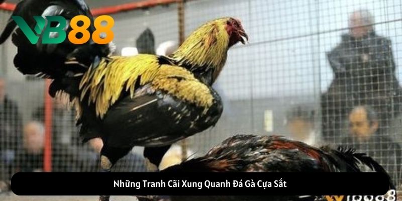 Những Tranh Cãi Xung Quanh Đá Gà Cựa Sắt